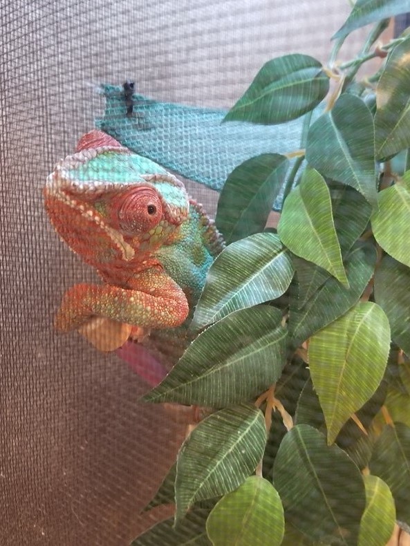 Exotic Package Westlake Animal Inn Pet Resort Tarpon Springs, FL